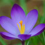 Crocus proclaiming "Hopes of Spring"

"I stand poking out to proclaim, 'Hopes of Spring!'"
- Barbara Schwarz OP