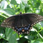 Great Eastern Swallowtail