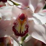 Orchid Openness